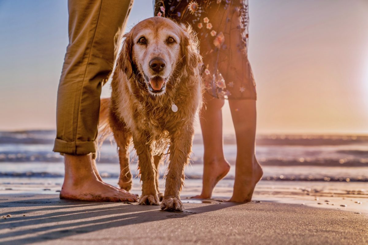 Why South Devon is perfect for dogfriendly beach holidays